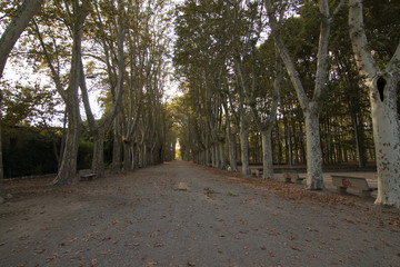 nice garden with trees