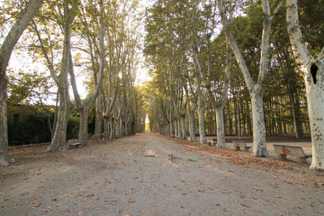 nice garden with trees