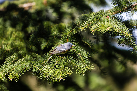 A small warbler of the upper canopy, the Northern Parula can be found in boreal forests of Quebec. It nests in Canada in June and July and after returns south to spend the winter.