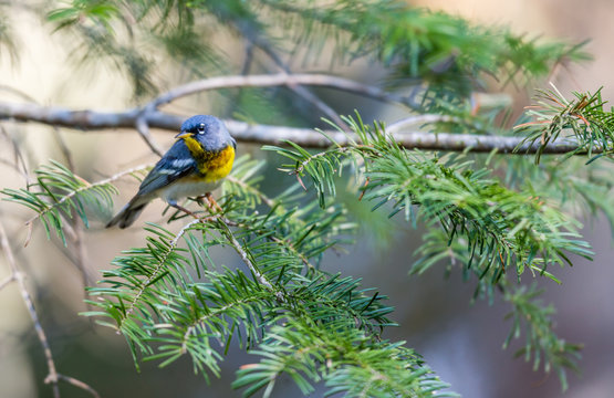 A small warbler of the upper canopy, the Northern Parula can be found in boreal forests of Quebec. It nests in Canada in June and July and after returns south to spend the winter.