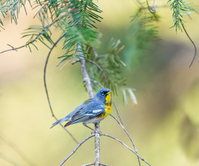 A small warbler of the upper canopy, the Northern Parula can be found in boreal forests of Quebec. It nests in Canada in June and July and after returns south to spend the winter.