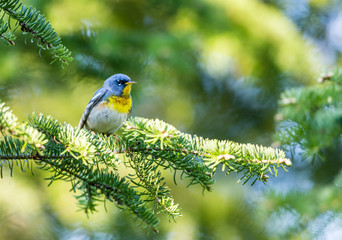A small warbler of the upper canopy, the Northern Parula can be found in boreal forests of Quebec. It nests in Canada in June and July and after returns south to spend the winter.