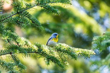 A small warbler of the upper canopy, the Northern Parula can be found in boreal forests of Quebec. It nests in Canada in June and July and after returns south to spend the winter.
