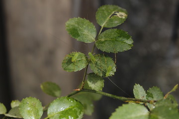 insect on leaf, green, garden