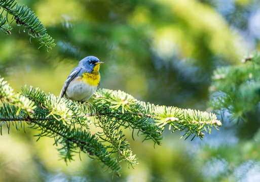 A small warbler of the upper canopy, the Northern Parula can be found in boreal forests of Quebec. It nests in Canada in June and July and after returns south to spend the winter.