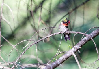 Ruby throated hummingbird shot in a boreal forest Quebec, Canada.
