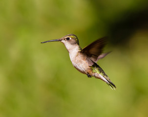 Obraz na płótnie Canvas Ruby throated hummingbird shot in a boreal forest Quebec, Canada.