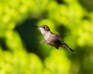 Ruby throated hummingbird shot in a boreal forest Quebec, Canada.