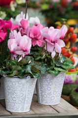 closeup of pink cyclamen in the florist