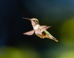 Fototapeta na wymiar Ruby throated hummingbird flying in a boreal forest Quebec, Canada.