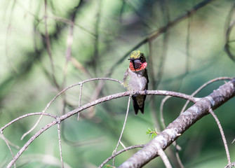 Ruby throated hummingbird shot in a boreal forest Quebec, Canada.