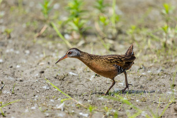 Virginia rail searching for food in a swamp in the techno parc, Montreal, Quebec, Canada.