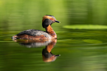 Horned grebe swimming in a lake
