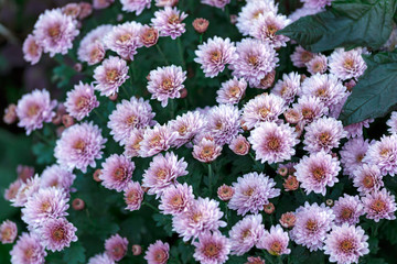 pink chrysanthemum as background picture, wallpaper, chrysanthemums in autumn garden