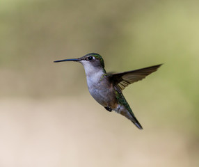 Ruby throated hummingbird shot in a boreal forest Quebec, Canada.