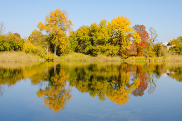 Autumn deciduous forest reflected in the river. Bright blue sky