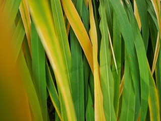 Polonne / Ukraine - 12 October 2018: yellow and green leaves of cane. dew. top view