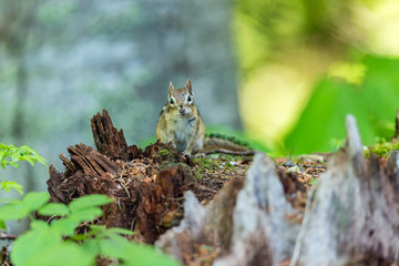 Chipmunk searching for food in a boreal forest Quebec, Canada.