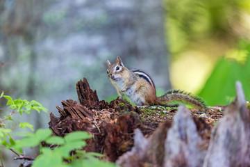 Chipmunk searching for food in a boreal forest Quebec, Canada.