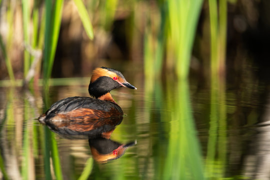 Horned grebe swimming in a lake