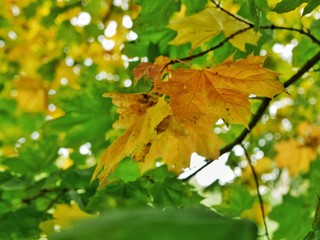 Polonne / Ukraine - 12 October 2018: Yellow maple leaves as a concept of autumn season
