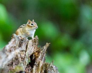 Chipmunk searching for food in a boreal forest Quebec, Canada.