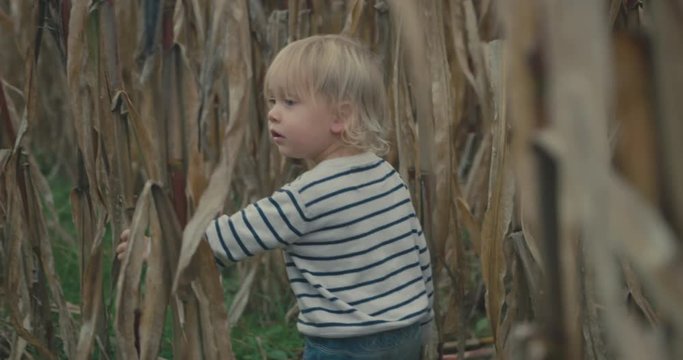 Little toddler walking in a field of tall crops