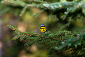Magnolia Warbler deep in a boreal forest north Quebec Canada.