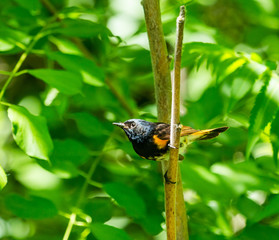 American Redstart, deep in a boreal forest Quebec, Canada.