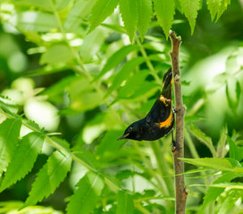 American Redstart, deep in a boreal forest Quebec, Canada.