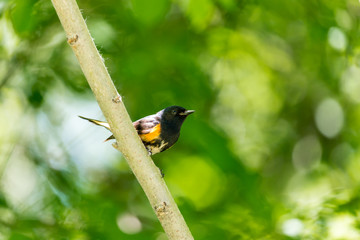 American Redstart, deep in a boreal forest Quebec, Canada.