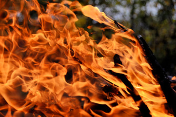 Fire. Wood burning in the fire. Orange flame. Tongue of flame