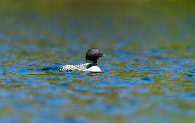 Common loon swimming in a lake in the Laurentians, north Quebec Canada.