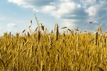 a field of wheat