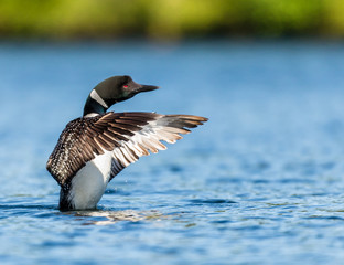 Common loon swimming in a lake in the Laurentians, north Quebec Canada.