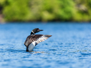 Common loon swimming in a lake in the Laurentians, north Quebec Canada.