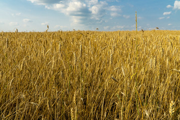 a field of wheat