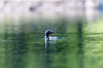 Common loon swimming in a lake in the Laurentians, north Quebec Canada.