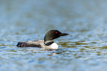 Common loon swimming in a lake in the Laurentians, north Quebec Canada.