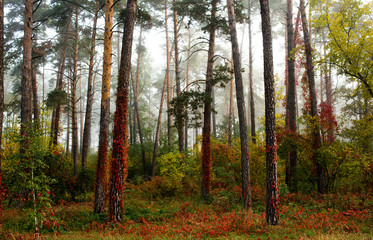 autumn forest in the morning mist