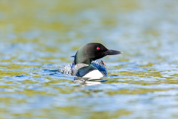Common loon swimming in a lake in the Laurentians, north Quebec Canada.