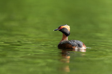 Horned grebe swimming in a lake