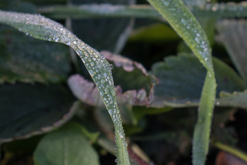 Fresh grass with dew drops close up