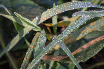 Fresh grass with dew drops close up