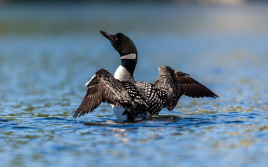 Common loon swimming in a lake in the Laurentians, north Quebec Canada. - 231411843