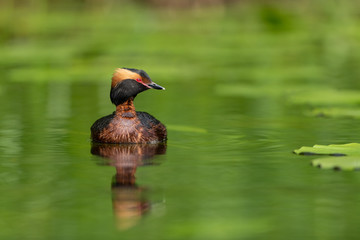 Horned grebe swimming in a lake