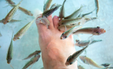 Man's feet in fish spa aquarium. Doctor fish in glass fishtank. South Asia pedicure procedure.