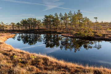 Raised bog in Latvia. Kemeri national park. Landscape