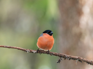Eurasian bullfinch, common bullfinch or bullfinch (Pyrrhula pyrrhula), .Finland