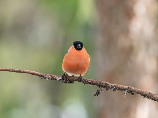 Eurasian bullfinch, common bullfinch or bullfinch (Pyrrhula pyrrhula), .Finland